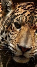 Baixar a imagem para celular Animais,Leopards grátis.