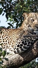 Animais,Leopards para Samsung Galaxy TREND