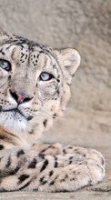 Leopards,Animais para Nokia 5233