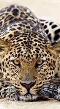 Leopards,Animais para Samsung Galaxy Note 8.0