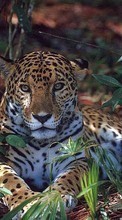 Baixar a imagem para celular Leopards,Animais grátis.
