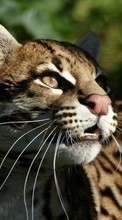 Leopards,Animais para HTC Desire 626
