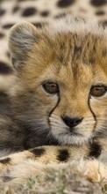 Animais,Leopards para Sony Xperia E4