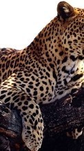 Baixar a imagem 1024x600 para celular Animais,Leopards grátis.