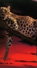 Baixar a imagem para celular Animais,Leopards grátis.