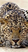 Baixar a imagem 320x480 para celular Animais,Leopards grátis.