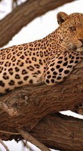 Baixar a imagem 800x480 para celular Animais,Leopards grátis.