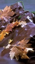 Folhas,Outono,Paisagem,Rios para Acer Liquid E