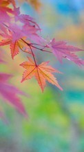 Folhas,Outono,Plantas para LG Optimus L7 2 P715