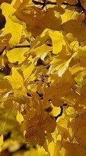 Baixar a imagem para celular Folhas,Outono,Plantas grátis.
