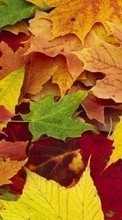 Baixar a imagem para celular Plantas,Outono,Folhas grátis.