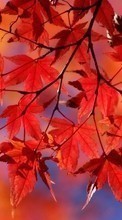 Baixar a imagem 1024x600 para celular Plantas,Outono,Folhas grátis.