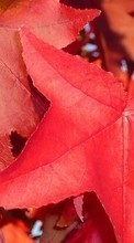 Baixar a imagem 800x480 para celular Plantas,Outono,Folhas grátis.