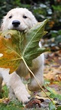 Baixar a imagem para celular Animais,Cães,Outono,Folhas grátis.