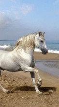 Baixar a imagem para celular Animais,Cavalos,Praia grátis.