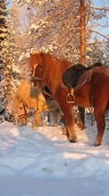 Baixar a imagem para celular Cavalos,Neve,Animais,Inverno grátis.