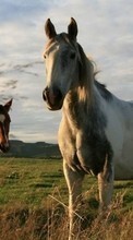 Cavalos,Animais