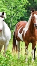 Animais,Cavalos para OnePlus Two
