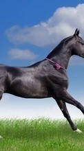 Cavalos,Animais para LG Optimus Net P692