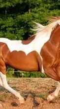 Cavalos,Animais para Sony Ericsson Xperia PLAY