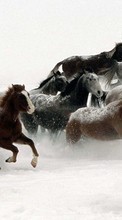 Animais,Inverno,Cavalos para Samsung Galaxy Young
