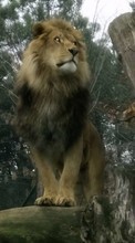 Baixar a imagem 240x320 para celular Animais,Lions grátis.