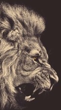 Animais,Lions para HTC Smart