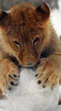 Lions,Animais para Lenovo P70