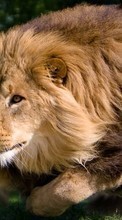 Lions,Animais para LG G4c H525N