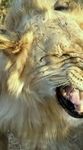 Lions,Animais para LG Optimus L3 E400