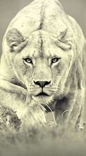 Lions,Animais para Apple iPod Touch 4g