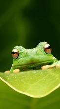 Baixar a imagem para celular Animais,Frogs grátis.