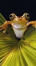 Baixar a imagem 1280x800 para celular Animais,Frogs grátis.