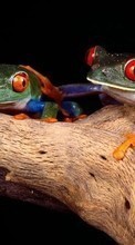 Animais,Frogs para Motorola BACKFLIP