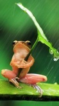 Frogs,Animais para BlackBerry Q10