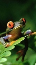 Baixar a imagem 360x640 para celular Animais,Frogs grátis.