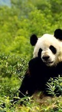 Baixar a imagem para celular Animais,Bears,Pandas grátis.
