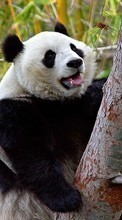Baixar a imagem 1024x600 para celular Animais,Bears,Pandas grátis.