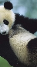 Baixar a imagem 1280x800 para celular Animais,Bears,Pandas grátis.