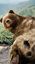 Baixar a imagem para celular Bears,Engraçado,Animais grátis.