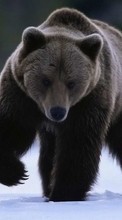 Baixar a imagem para celular Animais,Bears grátis.