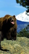 Baixar a imagem para celular Bears,Animais grátis.