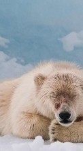 Bears,Animais para Nokia E71