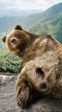 Baixar a imagem para celular Bears,Animais grátis.