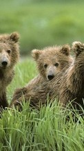 Baixar a imagem para celular Animais,Bears grátis.