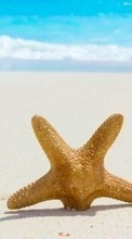 Baixar a imagem para celular Paisagem,Mar,Praia,Areia,Starfish grátis.
