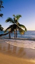 Paisagem,Mar,Sol,Praia,Palms para Samsung Galaxy 551