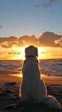 Cães,Mar,Sol,Praia,Animais,Paisagem para HTC One V