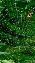 Insetos,Teia,Spiders,Imagens para Huawei Honor 4c