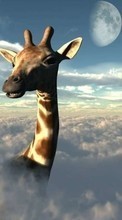 Baixar a imagem 1080x1920 para celular Animais,Céu,Nuvens,Girafas grátis.